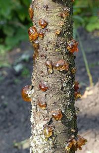 387px-Cherry_tree_resin.jpg