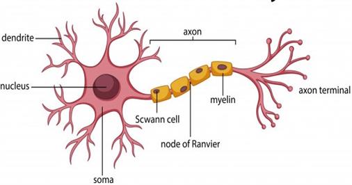 diagramneuronanatomy130815070.jpg