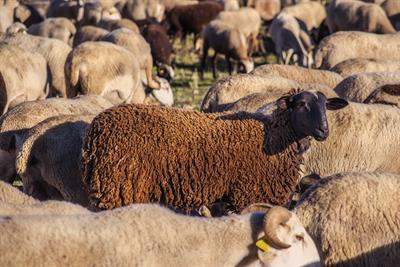 sheep-4714758_1920.jpg