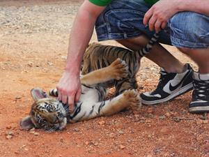 Mehendra_art    Shutterstock.com.jpg