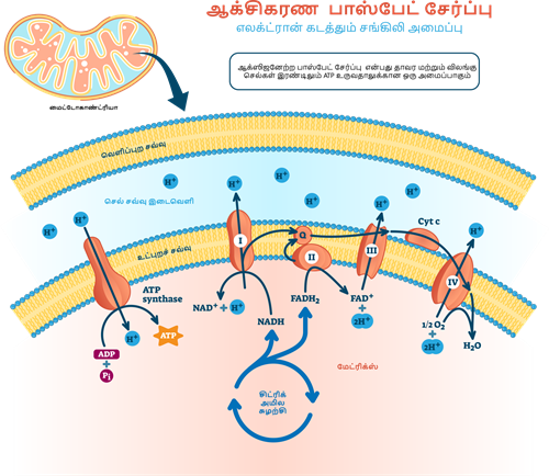 YCIND20220821_4318_Plant anatomy_051.png