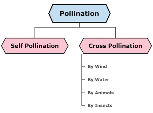 Pollination.png