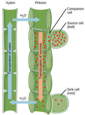 Schema_di_floema_e_xilema.png