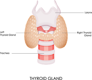 Thyroid glandAsset 1.png