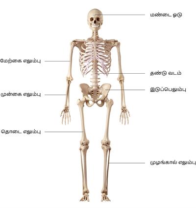 YCIND20220816_4262_Human organ systems_3.jpg