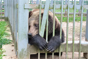 worried bear 2020-12-24 145247.png