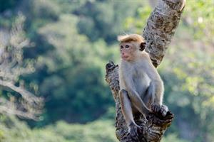 monkey-4036088_960_720.jpg