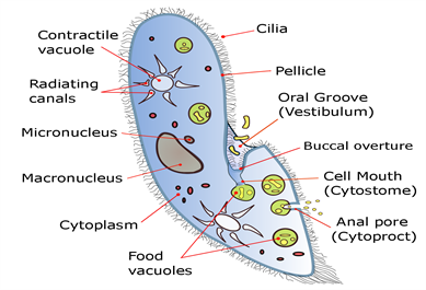Paramecium_diagram.png