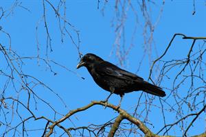 crow-g72c88b987_1920.jpg