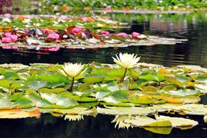 water-lilies-1540496_960_720 (1).jpg