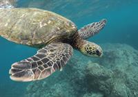 animal-1868046_1280.jpg