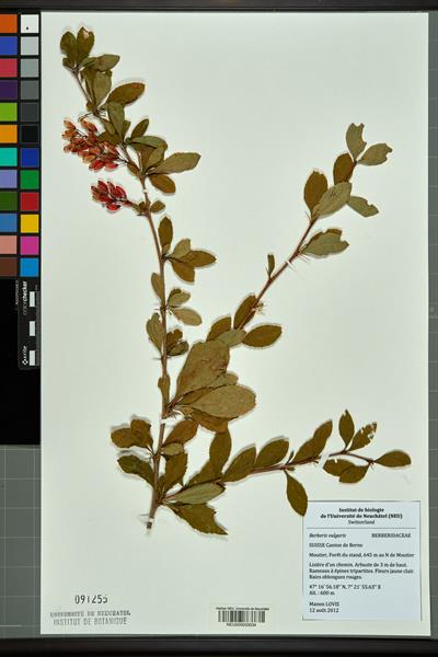 Neuchâtel_Herbarium_-_Berberis_vulgaris_-_NEU000033534.jpg