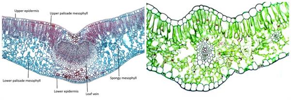 BeFunky-collage (47).jpg