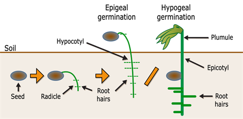 800px-Germination-en.svg.png