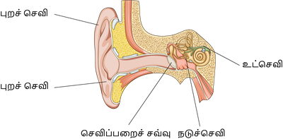 YCIND20220810_4271_Human organ systems_03.png