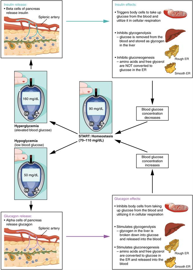 1822_The_Homostatic_Regulation_of_Blood_Glucose_Levels.jpg