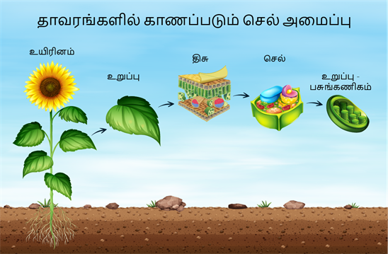 YCIND20220804_4089_Plant anatomy and physiology_01.png