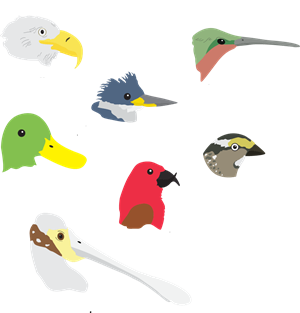 Typesofbirdbeaks.png