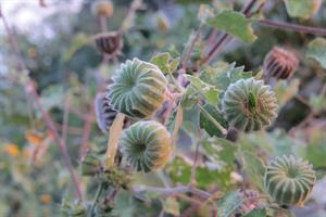 Abutilon_indicum_-_Indian_Mallow_from_Theni_(3).jpg