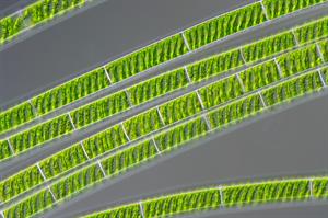 The_freshwater_alga_Spirogyra.jpg