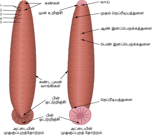 YCIND20220901_4408_Structural organisation of animals_01.png