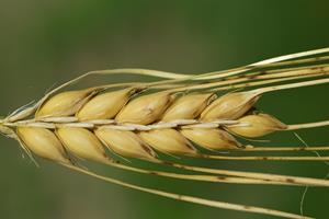 barley-3472570_960_720.jpg