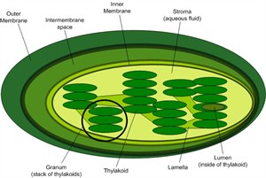 Chloroplast.jpg