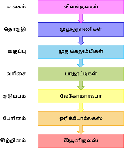 YCIND20220907_4452_Divya - Structural organisation of animals 2_14.png