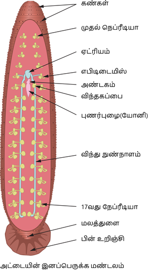 YCIND20220901_4408_Structural organisation of animals_05.png