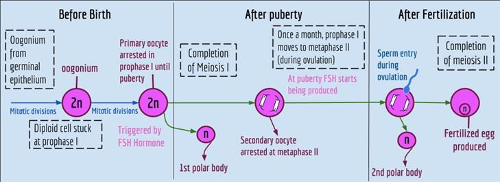 Biology_Wiki_Diagram_--_oogensis.jpg