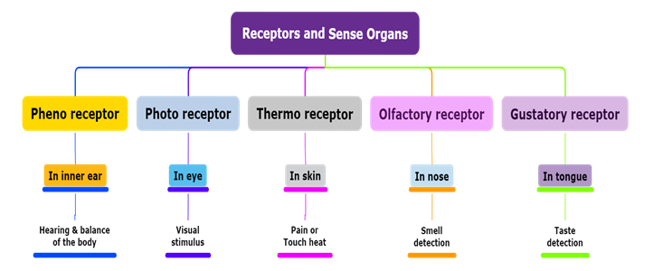 ReceptorsandSenseOrgans.png