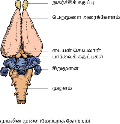 YCIND20220901_4408_Structural organisation of animals_11.png