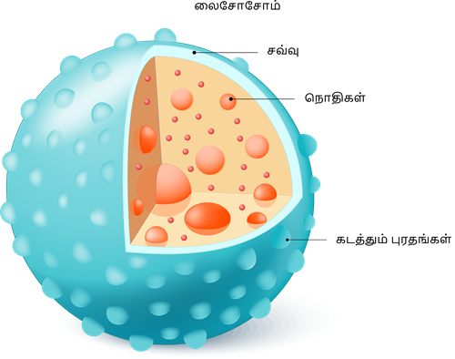 YCIND20220804_4064_Cell Biology_05.png