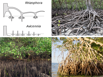 mangroves (1).png