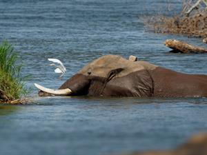 Golu- trying to shrink his nose.jpg