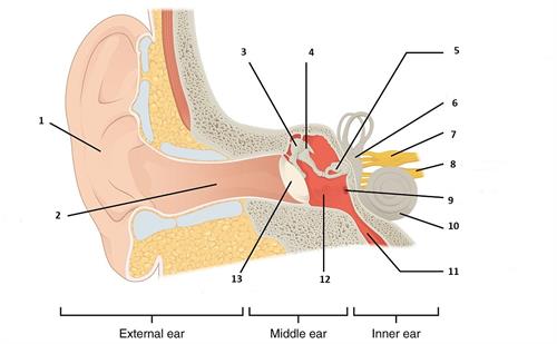 1404TheStructuresoftheEar.jpg