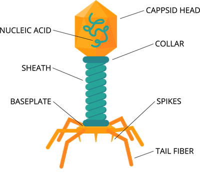 shutterstock1281272257Structureofbacteriophage.png