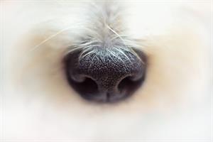 nose-4420535_1920.jpg