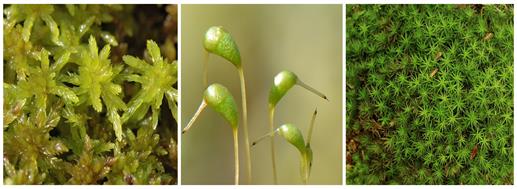 mosses.jpg