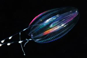 Ctenophora-Comb-jelly-Euplokamis-sp.-02.jpg