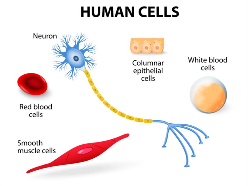 Multicellular organisms — lesson. Science State Board, Class 6.