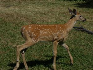 The Fawn followed Jody.jpg