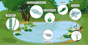 pond-biotope-microscopic-unicellular-organisms-260nw-2103204833.jpg