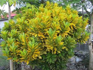 Garden_croton_(Codiaeum_variegatum)_variety_1 (1).jpg