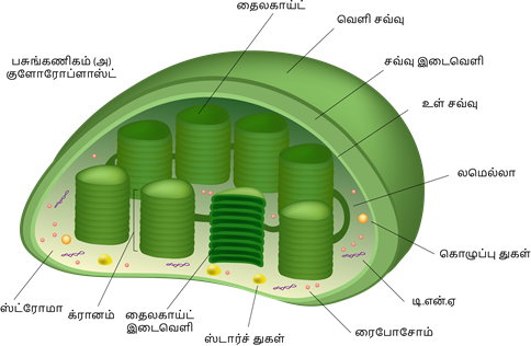 YCIND20220804_4064_Cell Biology_02.png