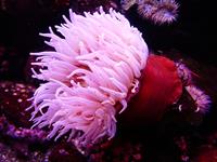 sea-anemone-4907_1280.jpg