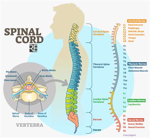 6066060166raynesericksonspinalcorddiagramspinalcordanatomy.png