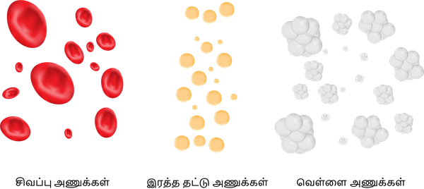 YCIND20220803_4053_Cell Biology_13.png