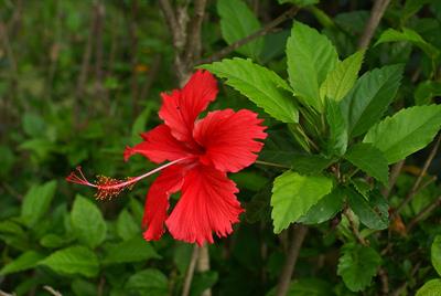 800px-Hibiscus_rosa-sinensis_flower_2.jpg