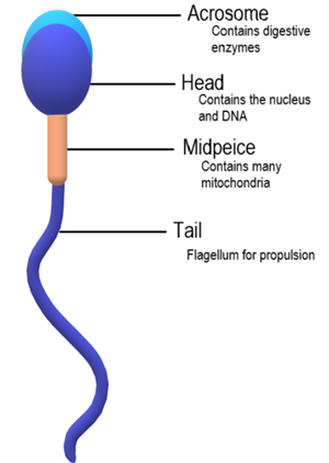 512px-Sperm_Anatomy.png